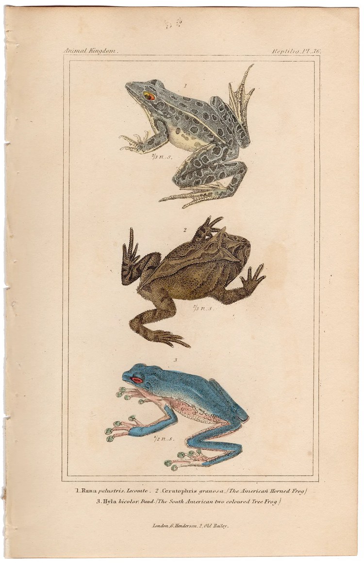 Cuvier Animal Kingdom Reptilia Plate 36 Pickerel Frog