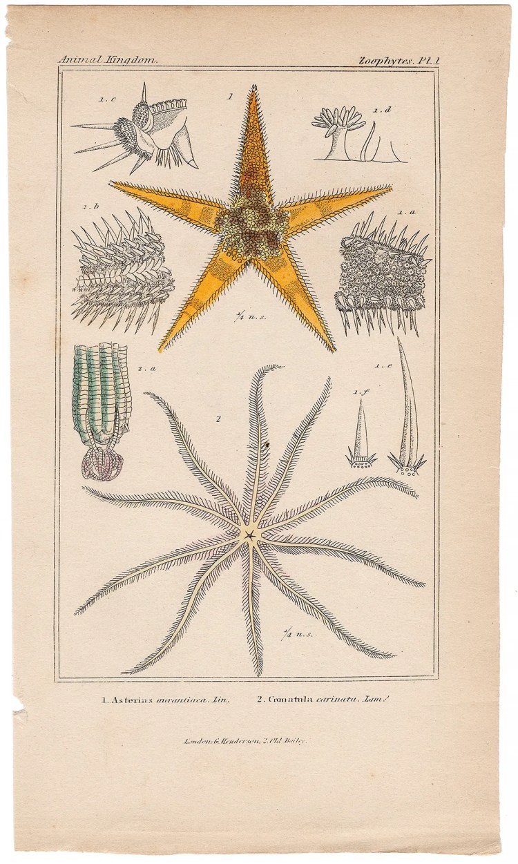 Cuvier Animal Kingdom Zoophytes  Plate 1 Starfish or Sea Star