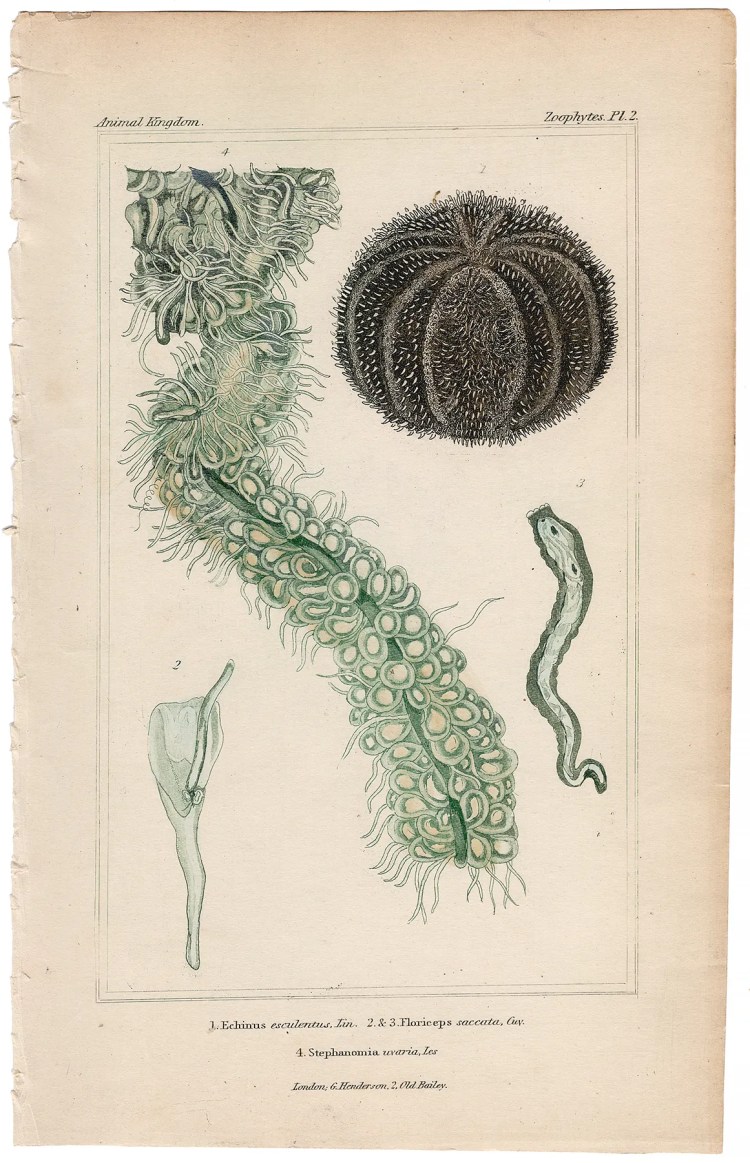 Cuvier Animal Kingdom Zoophytes  Plate 2 Edible Sea Urchin