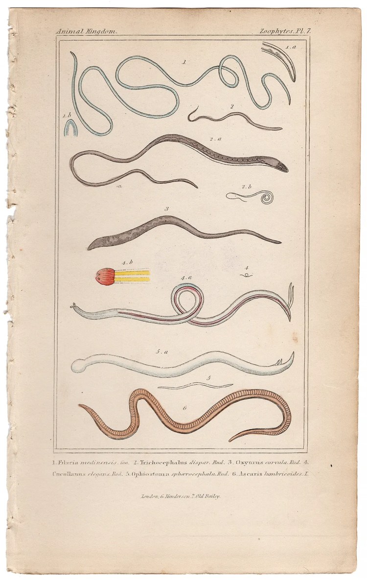 Cuvier Animal Kingdom Zoophytes  Plate 7 Guinea Worm