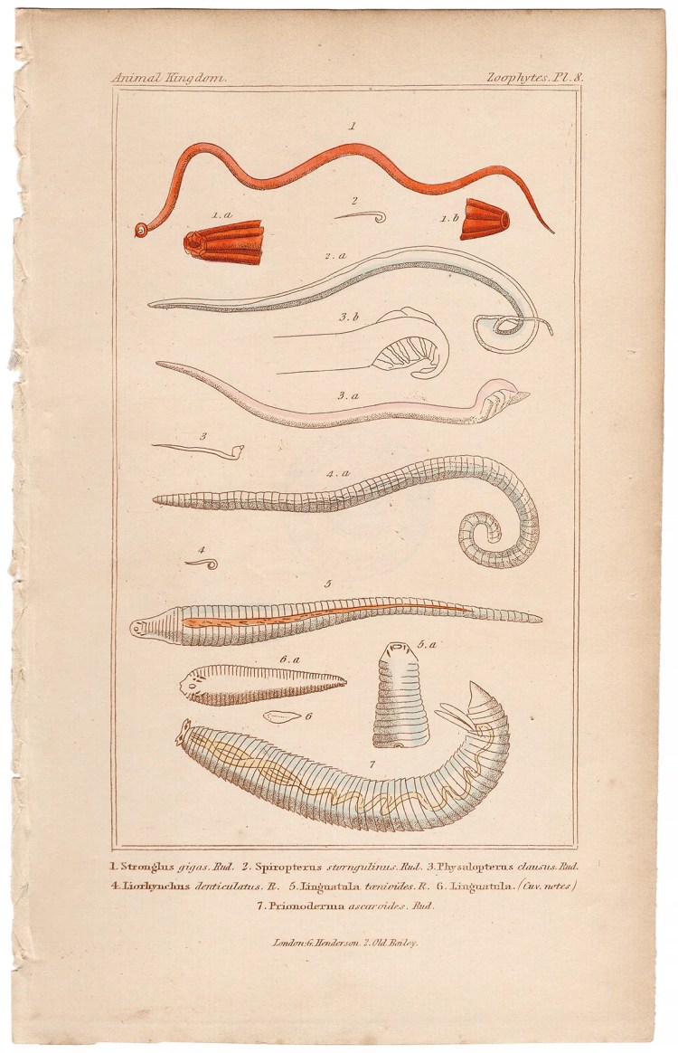 Cuvier Animal Kingdom Zoophytes  Plate 8 Giant Kidney Worm