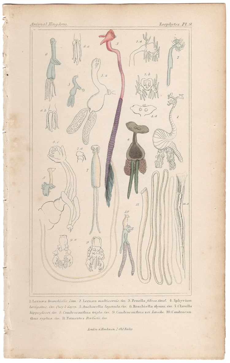 Cuvier Animal Kingdom Zoophytes  Plate 9 Anchor Worm