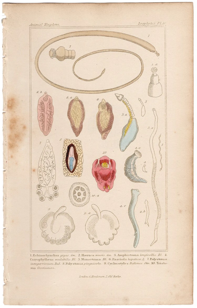 Cuvier Animal Kingdom Zoophytes  Plate 10 Spiny-headed Worm
