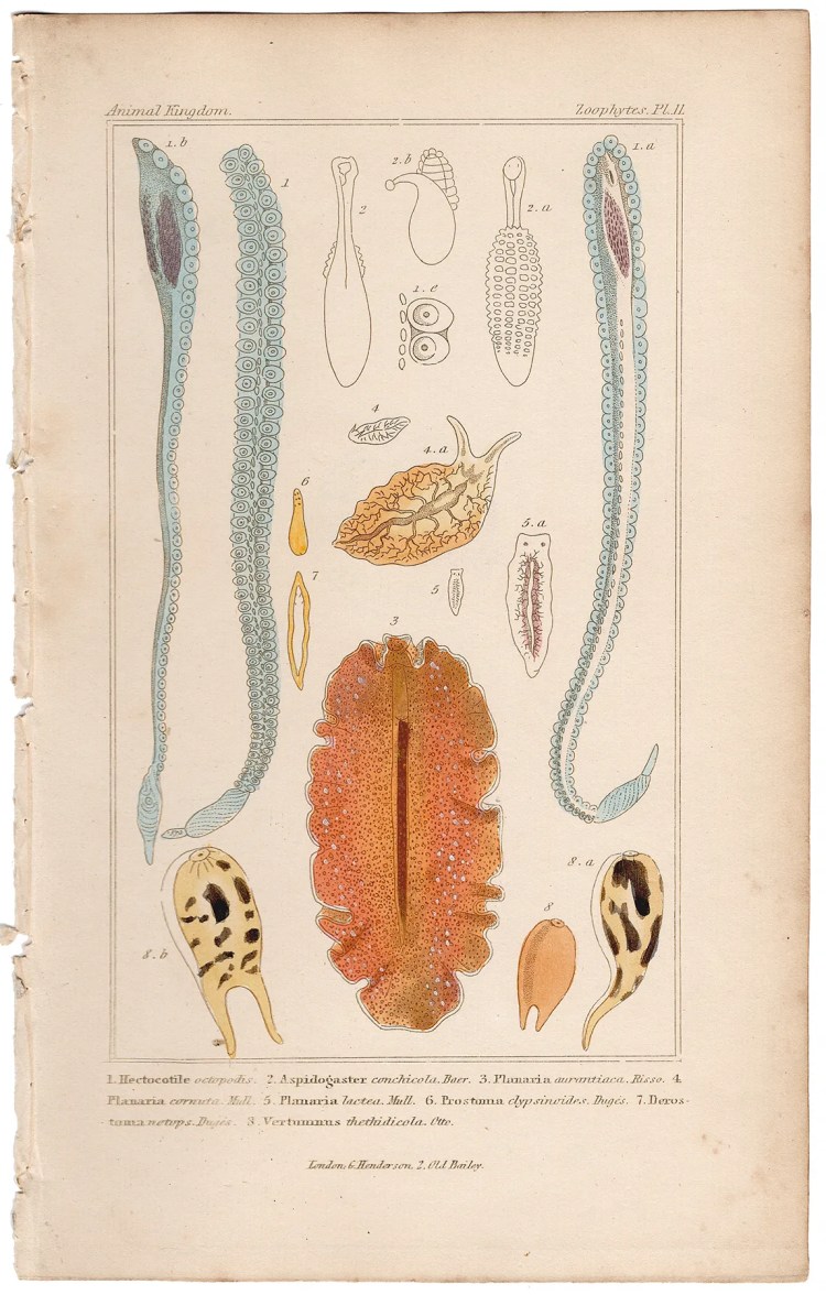 Cuvier Animal Kingdom Zoophytes  Plate 11 Modified Arm of Male Octopus