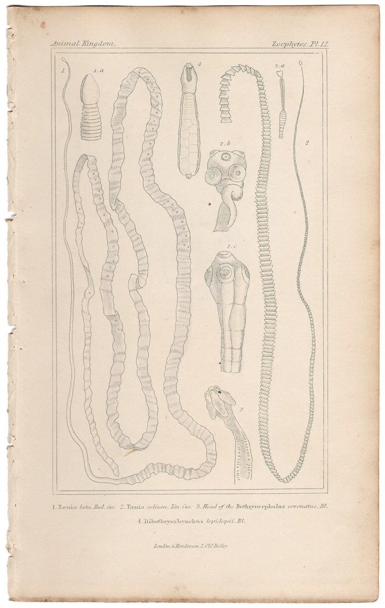 Cuvier Animal Kingdom Zoophytes  Plate 12 Broad Fish Tapeworm