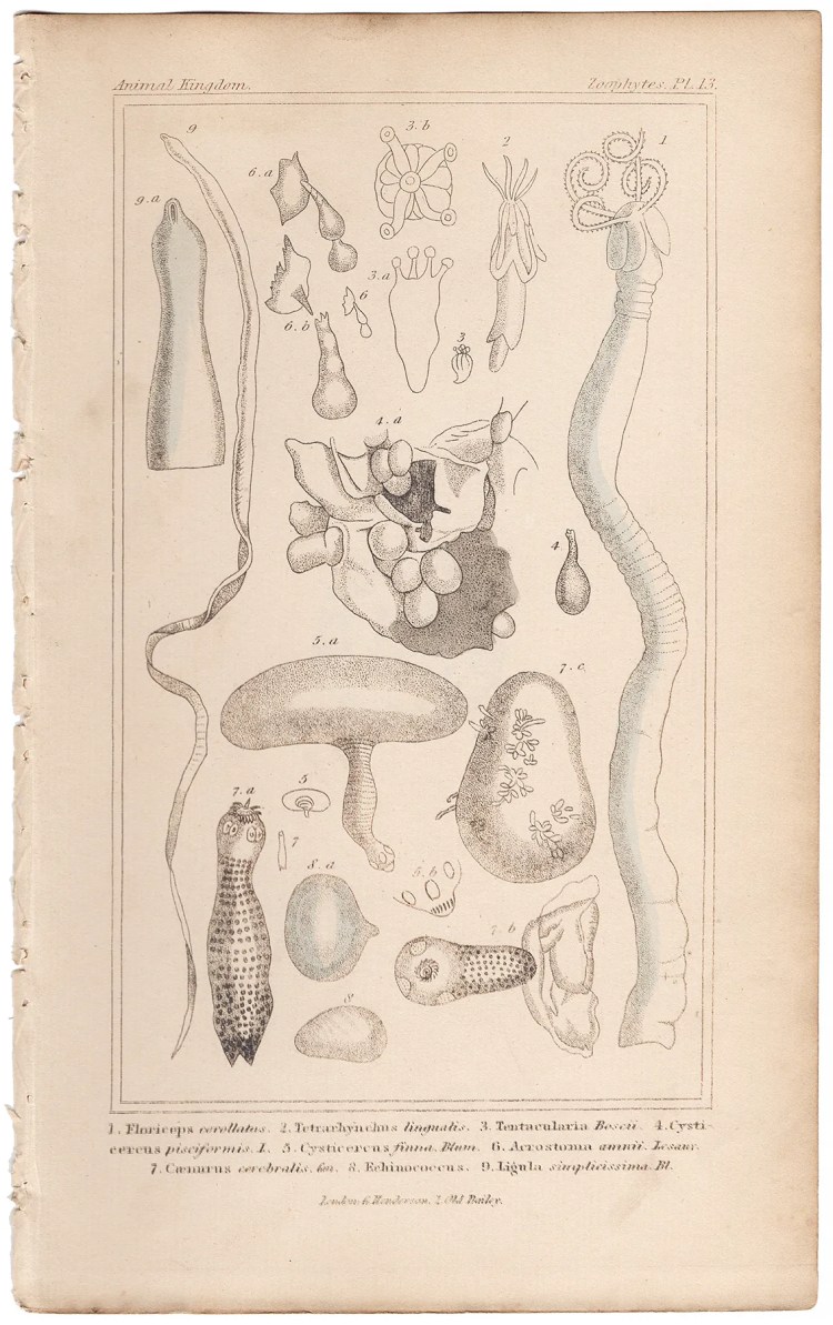 Cuvier Animal Kingdom Zoophytes  Plate 13 Parasitic Tapeworm