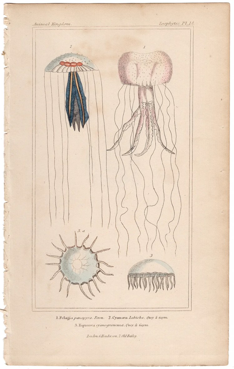 Cuvier Animal Kingdom Zoophytes  Plate 14 Purple Jellyfish