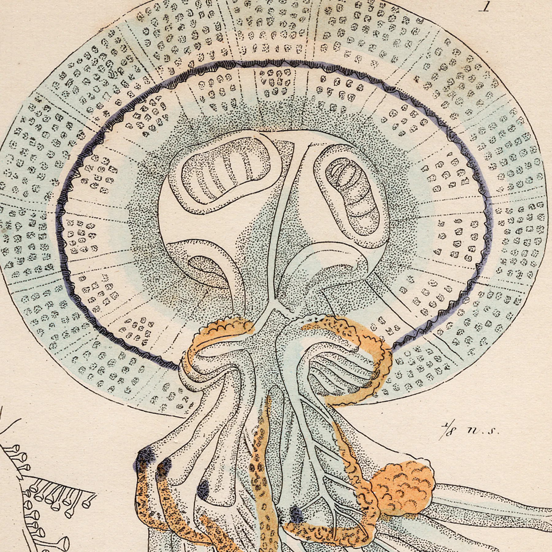 Cuvier Animal Kingdom Zoophytes Plate 15 Barrel Jellyfish - Image 2