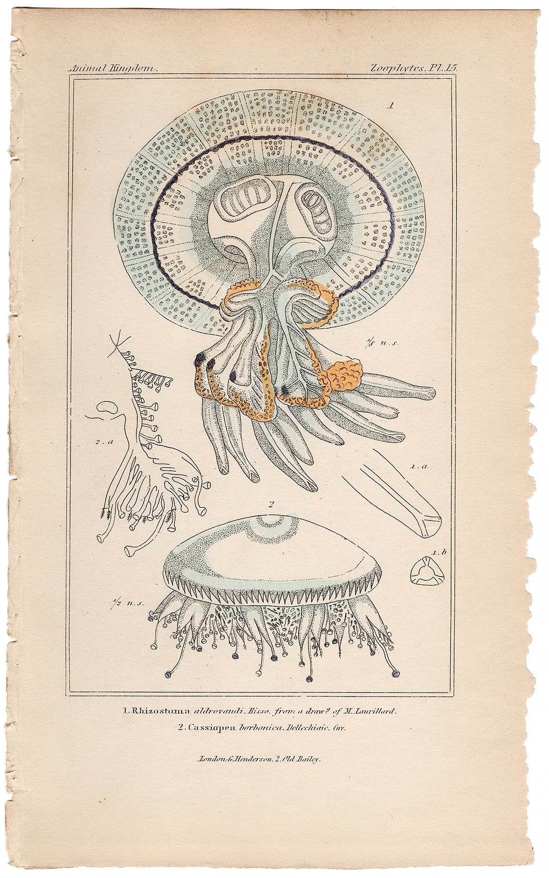 Cuvier Animal Kingdom Zoophytes Plate 15 Barrel Jellyfish