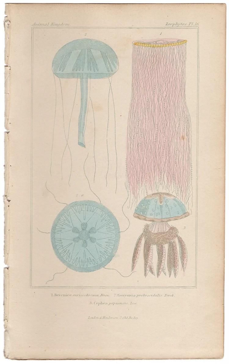 Cuvier Animal Kingdom Zoophytes  Plate 16 True Jellyfish Genera