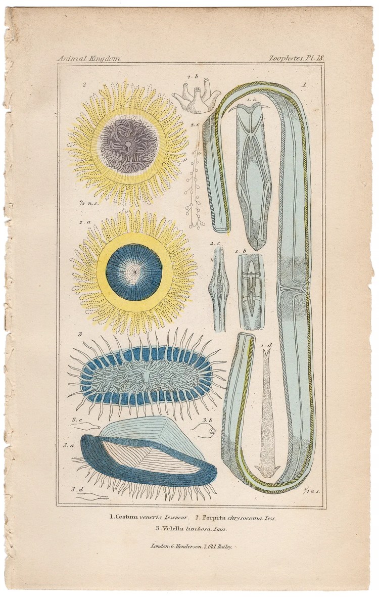 Cuvier Animal Kingdom Zoophytes  Plate 18 Comb Jellyfish
