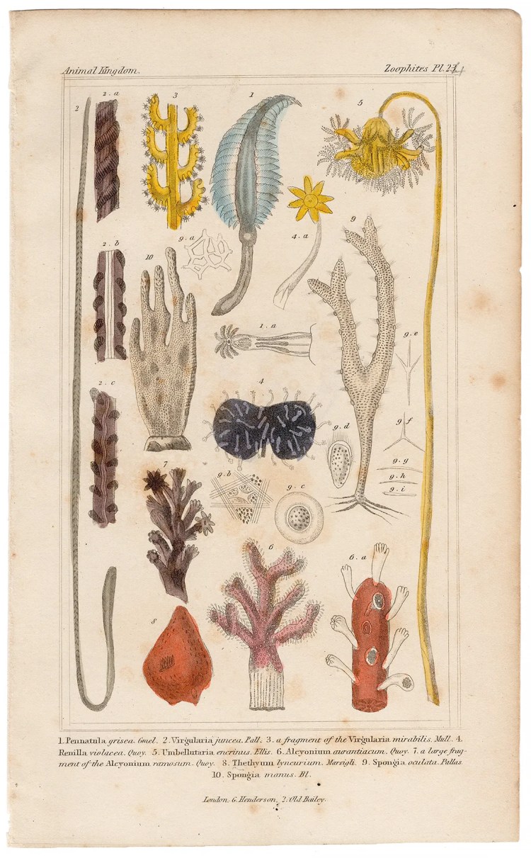 Cuvier Animal Kingdom Zoophytes Plate 24 Sea Pen