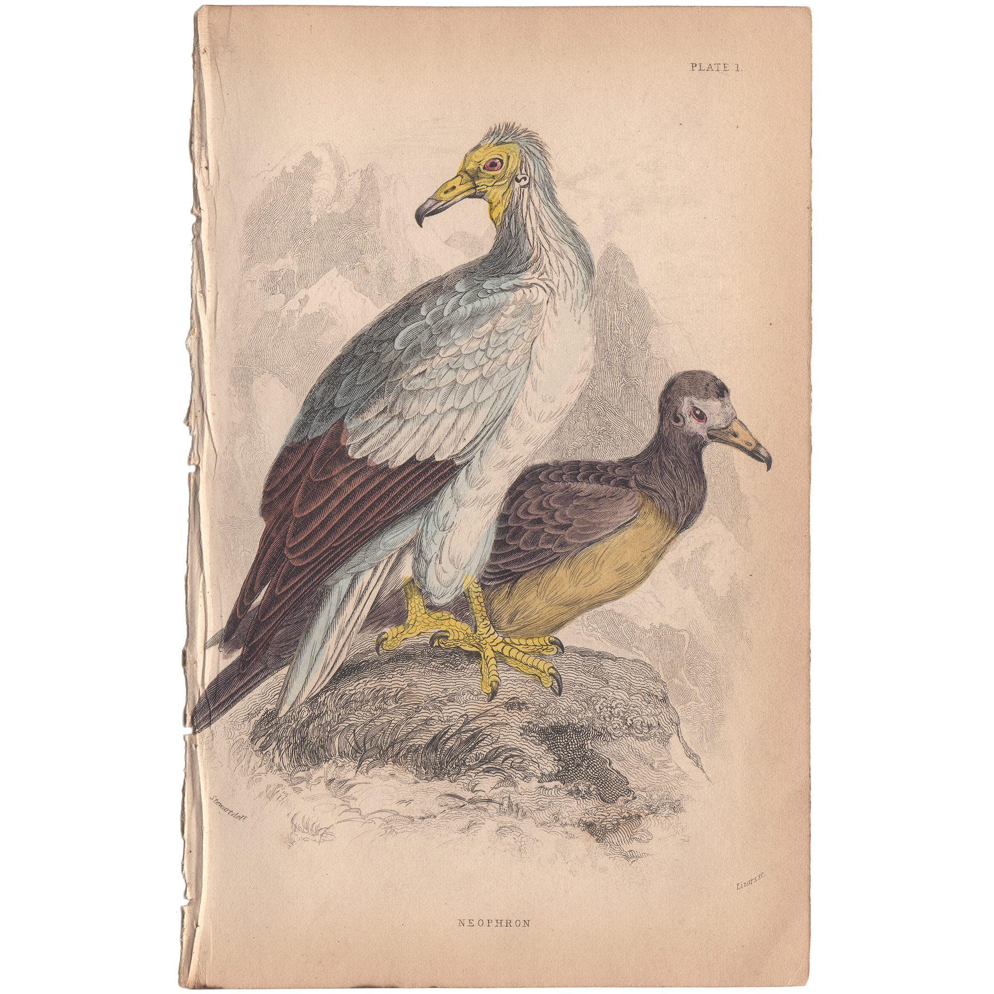 Jardine Naturalist's Library Plate 1 Egyptian Neophron