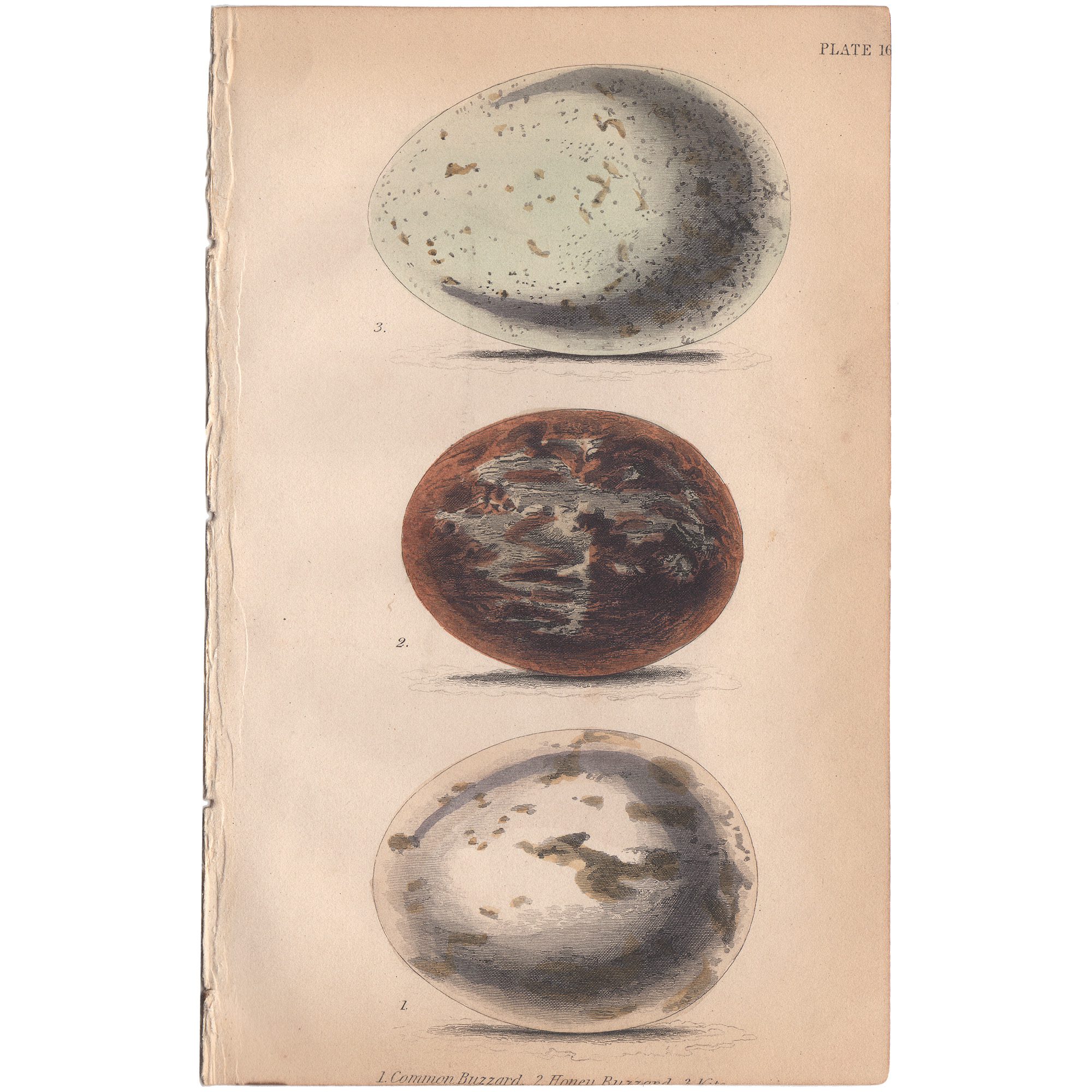 Jardine Naturalist's Library Plate 16 Eggs of Common Buzzard, Honey Buzzard, and Kite