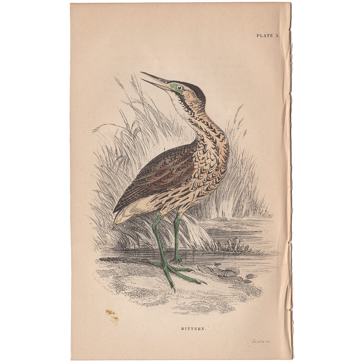Jardine Naturalist's Library Plate 5 Common Bittern