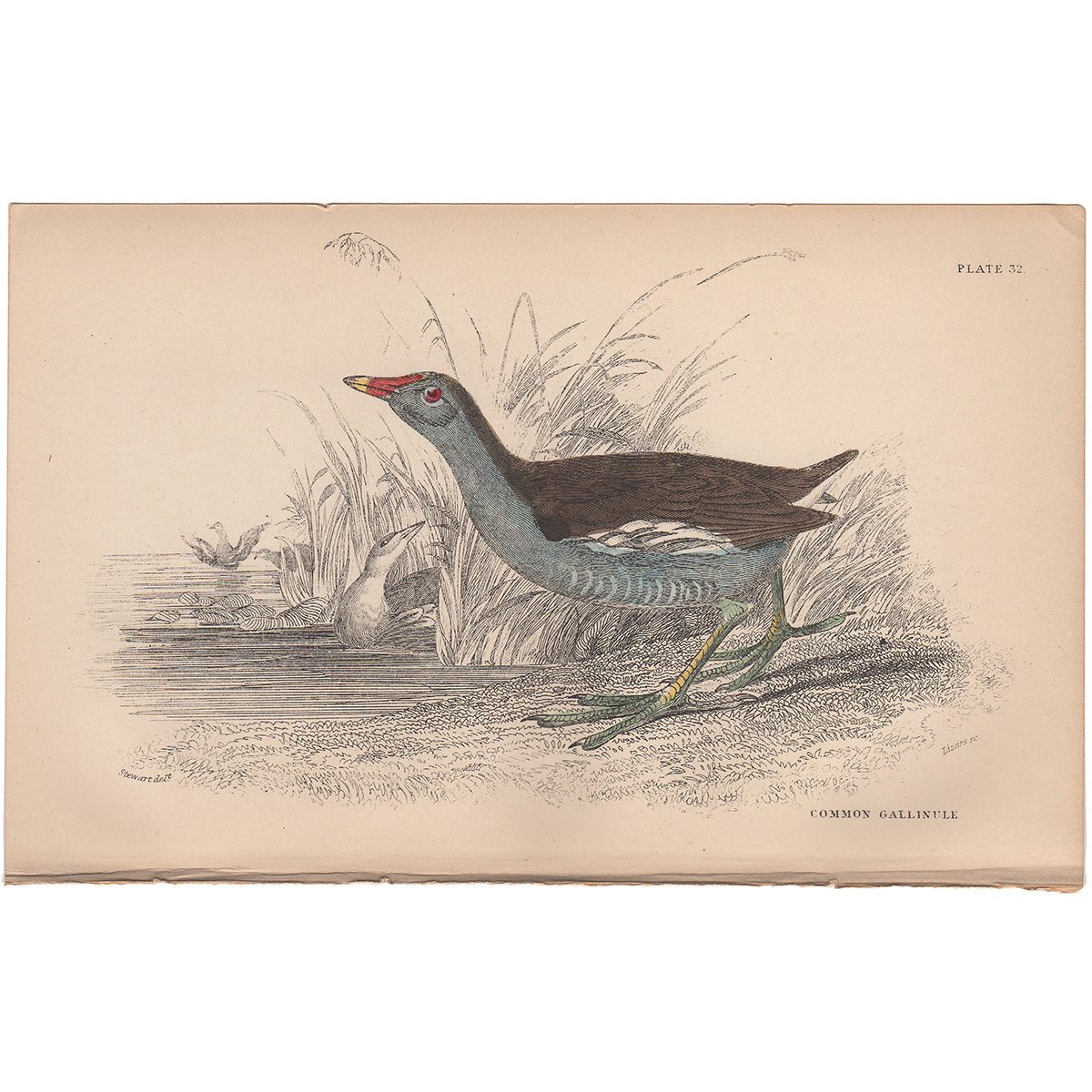 Jardine Naturalist's Library Plate 32 Common Gallinule