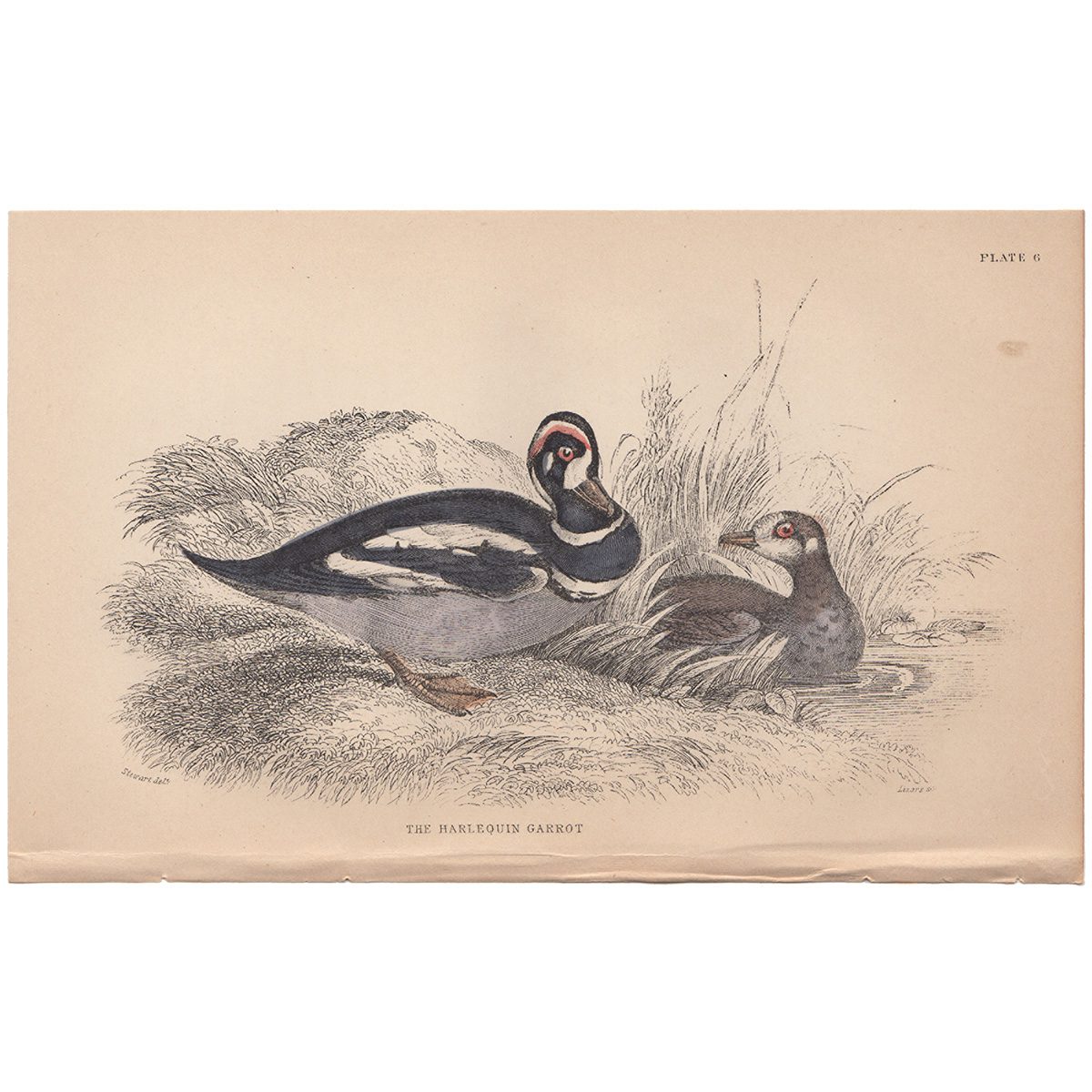 Jardine Naturalist's Library Plate 6 Harlequin Garrot