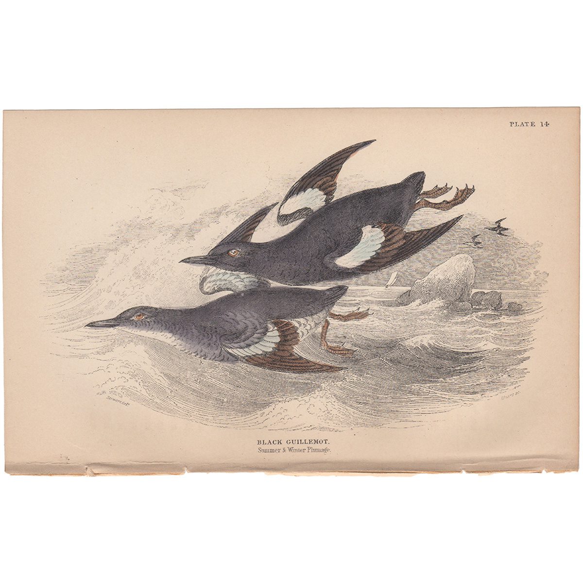 Jardine Naturalist's Library Plate 14 Black Guillemot