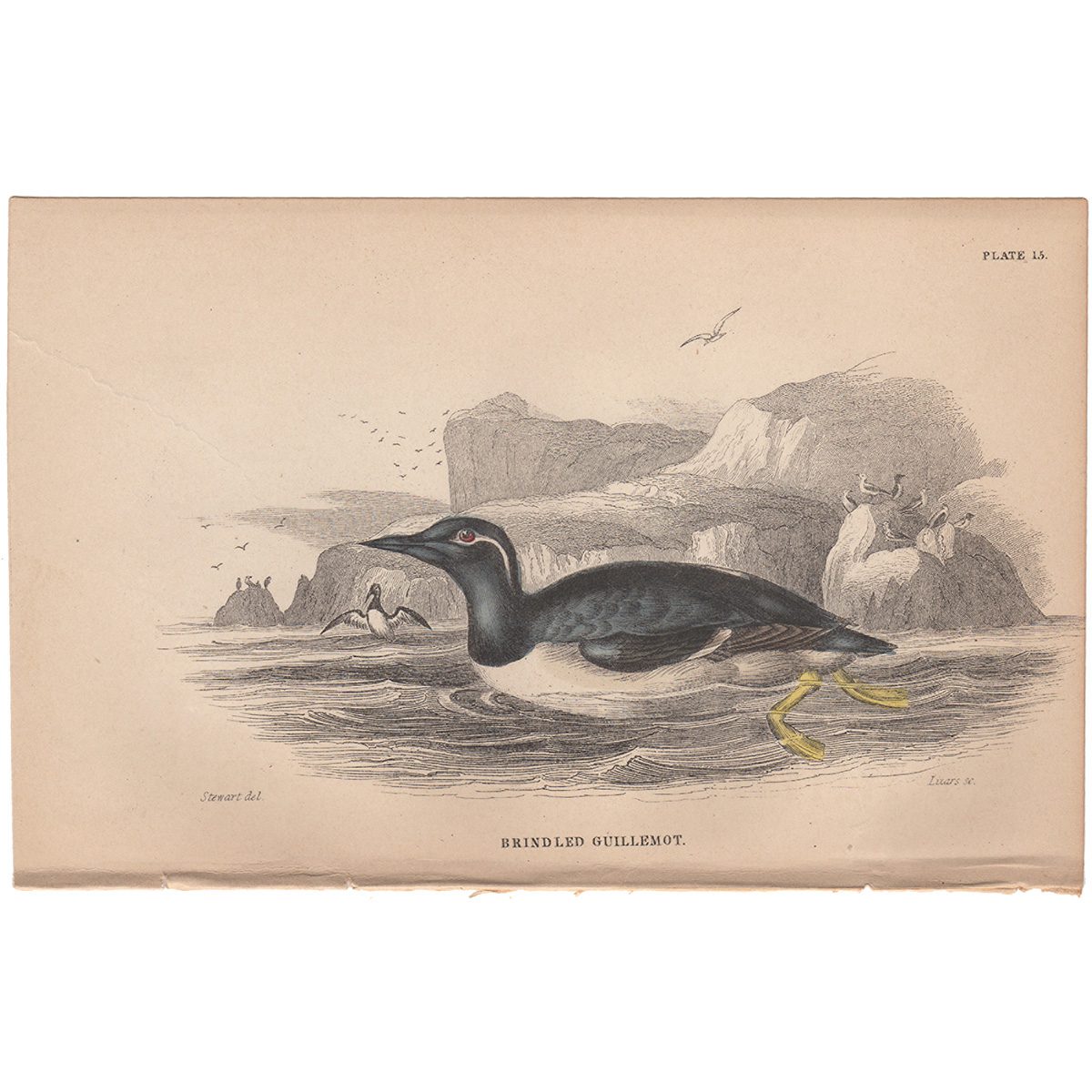 Jardine Naturalist's Library Plate 15 Bridled Guillemot