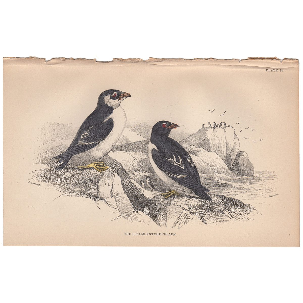 Jardine Naturalist's Library Plate 18 Little Notche or Auk