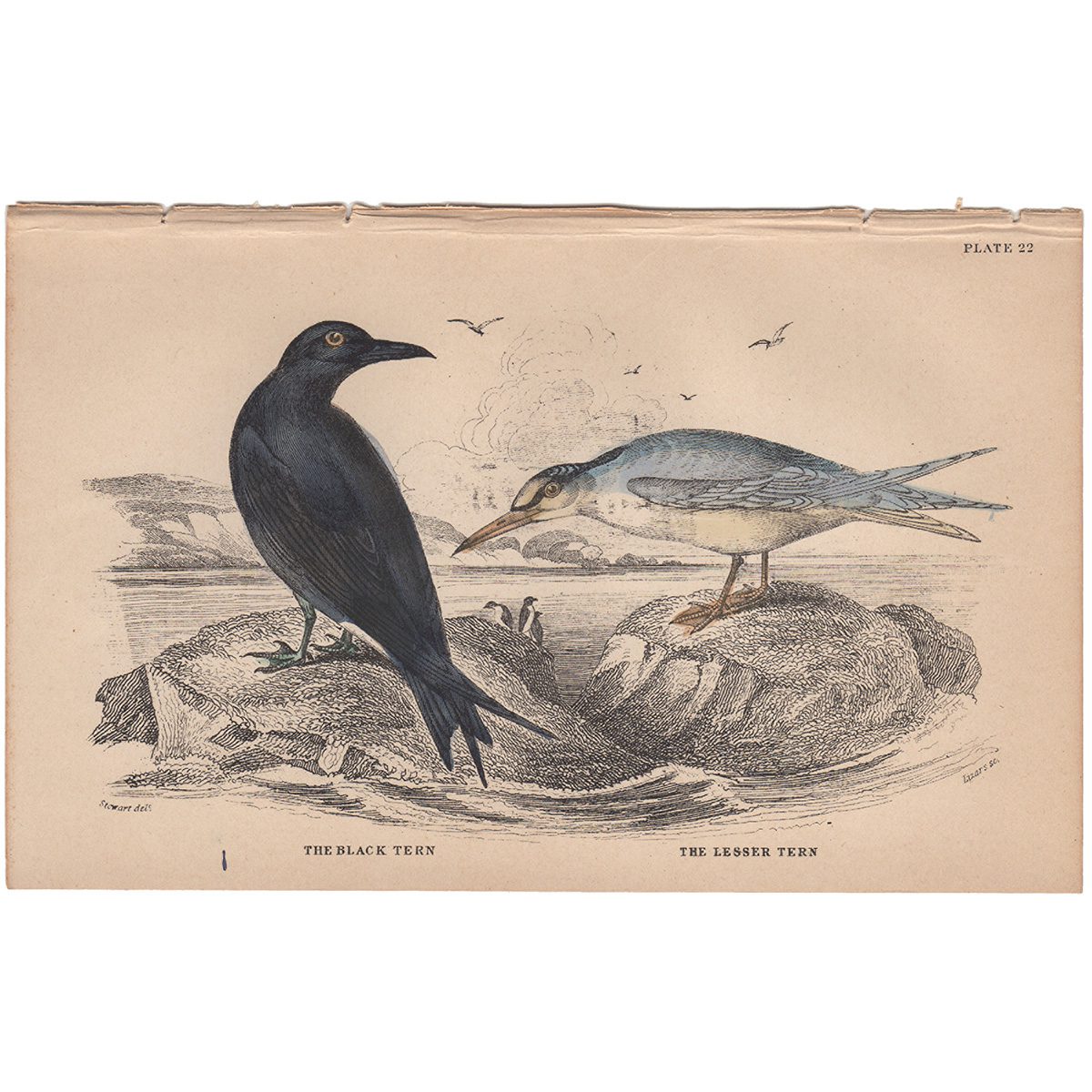 Jardine Naturalist's Library Plate 22 Lesser Tern; Black Tern