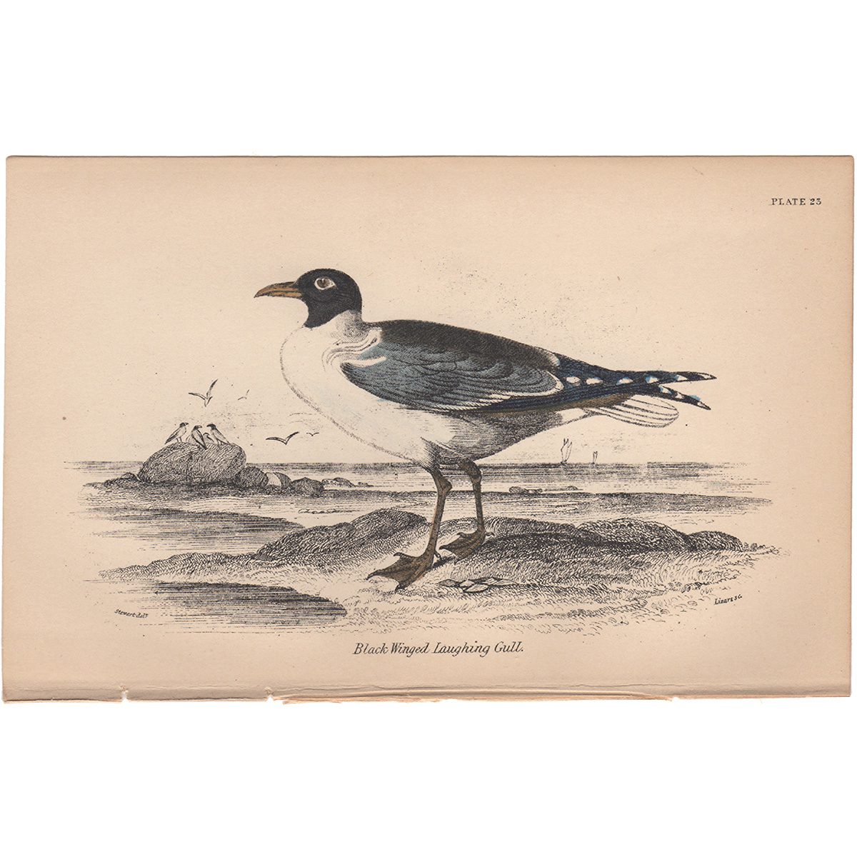 Jardine Naturalist's Library Plate 23 Black-winged Laughing Gull