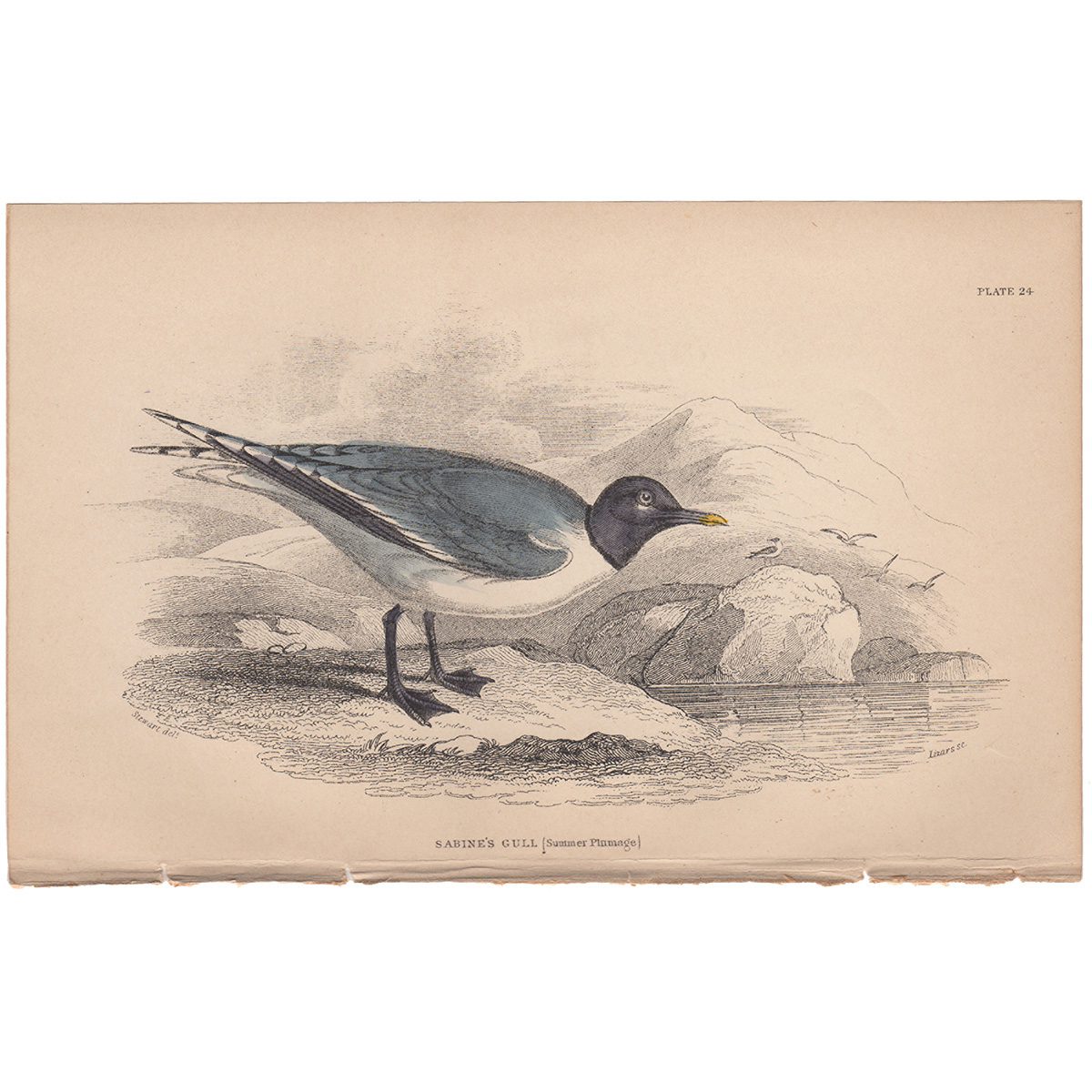 Jardine Naturalist's Library Plate 24 Sabine's Gull