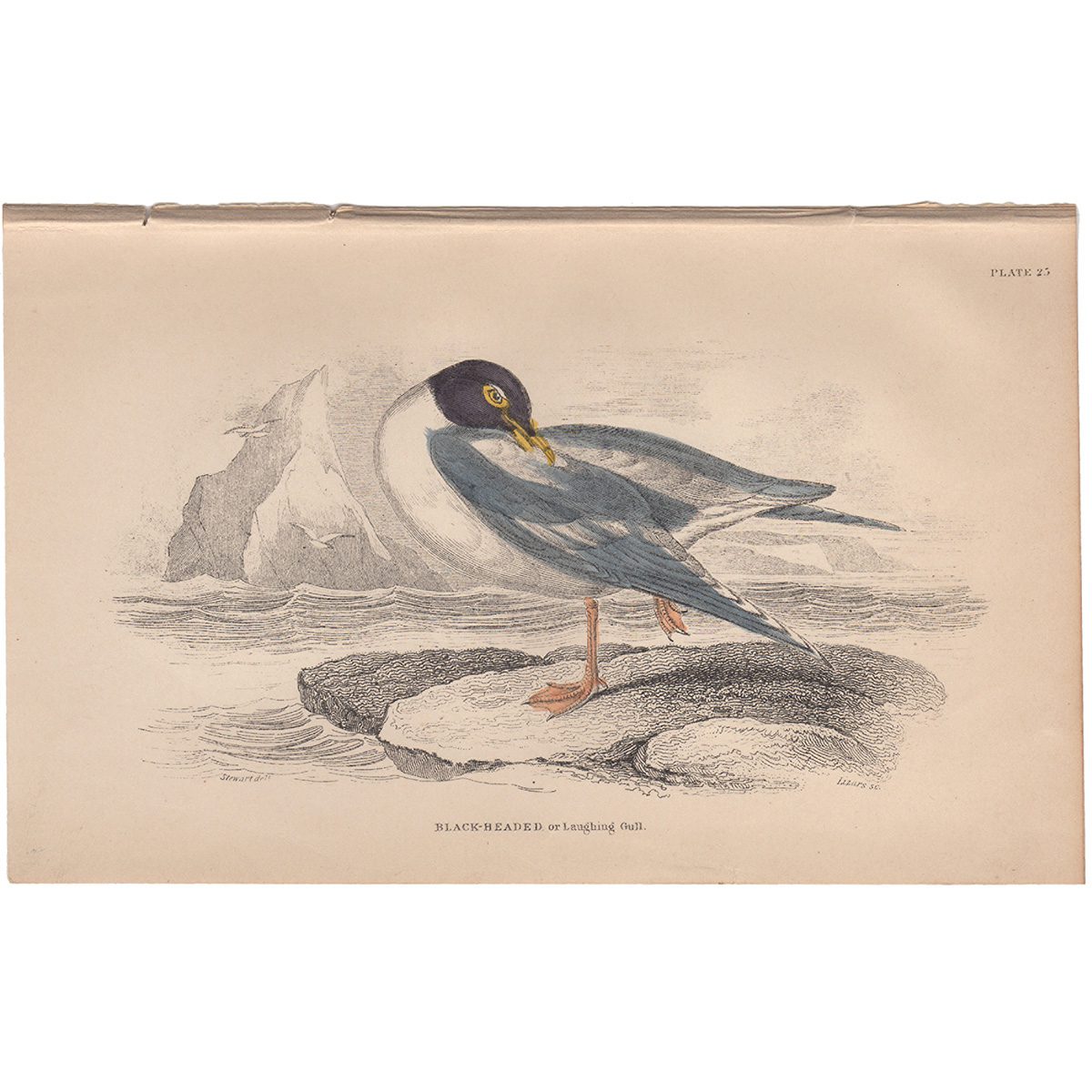 Jardine Naturalist's Library Plate 25 Black-headed or Laughing Gull