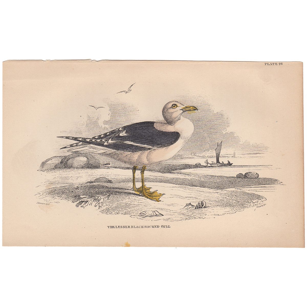 Jardine Naturalist's Library Plate 26 Lesser Black-backed Gull