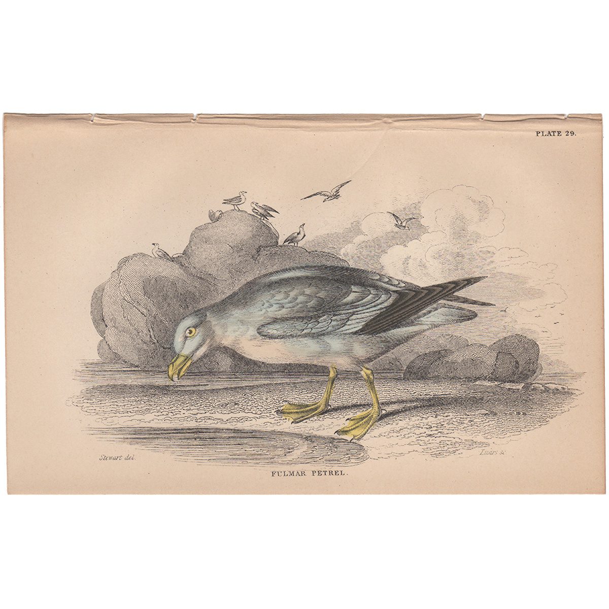 Jardine Naturalist's Library Plate 29 Fulmar Petrel