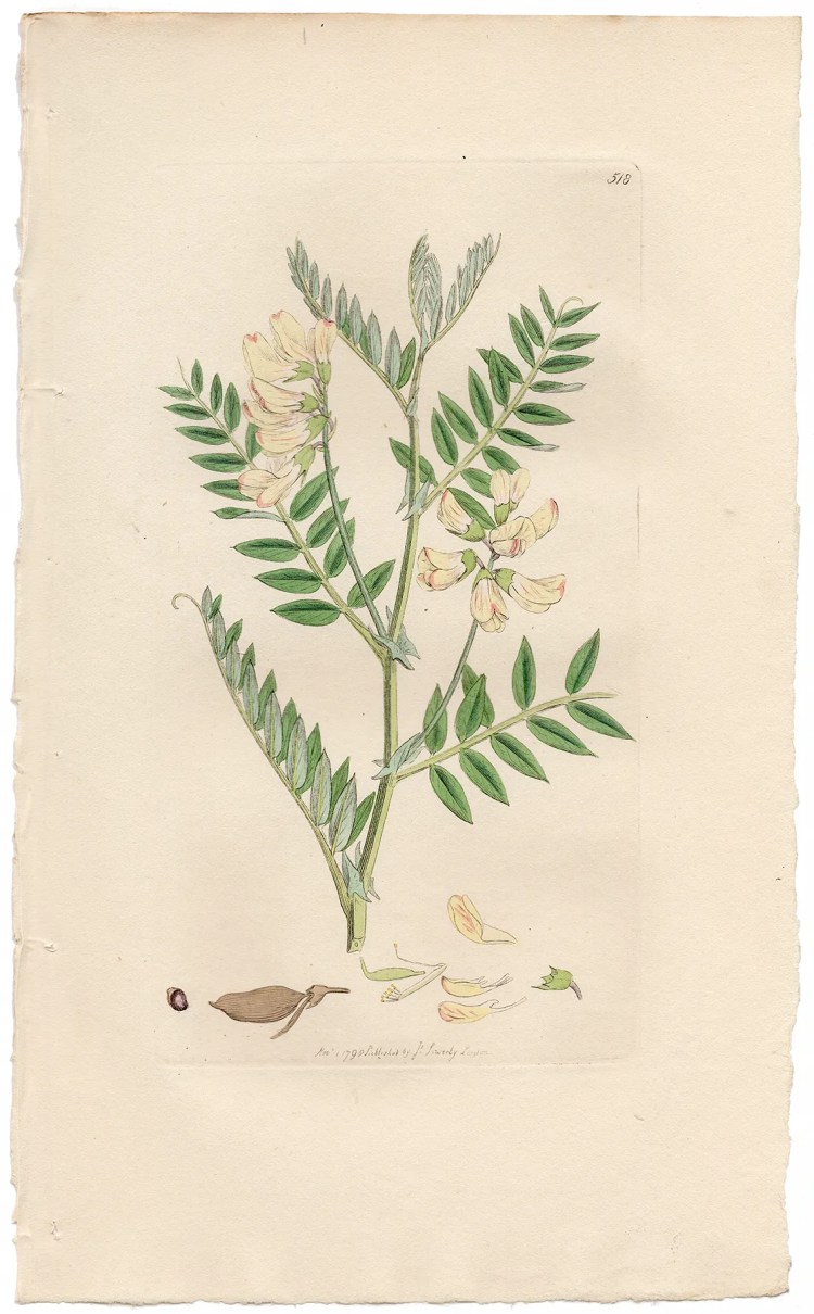 Sowerby Botany Plate 518 Wood Orobus, or Bitter Vetch