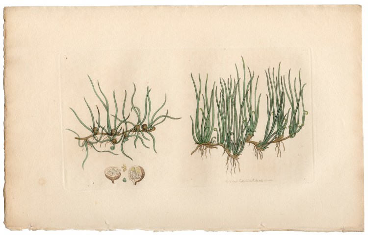 Sowerby Botany Plate 521 Pill-wort, or Pepper-grass