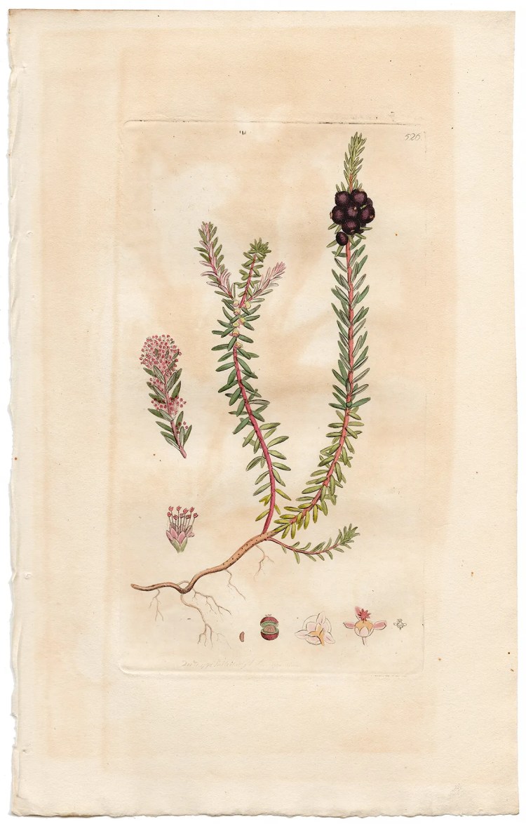 Sowerby Botany Plate 526 Black Crow-or Crake-Berry