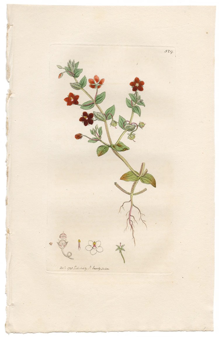 Sowerby Botany Plate 529 Scarlet Pimpernel