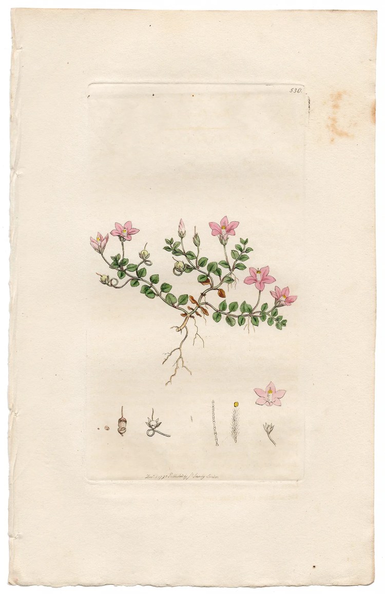 Sowerby Botany Plate 530 Bog Pimpernel