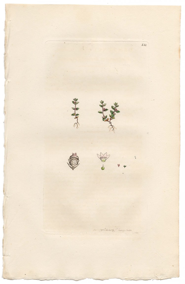 Sowerby Botany Plate 531 Chaff-weed or Bastard Pimpernel