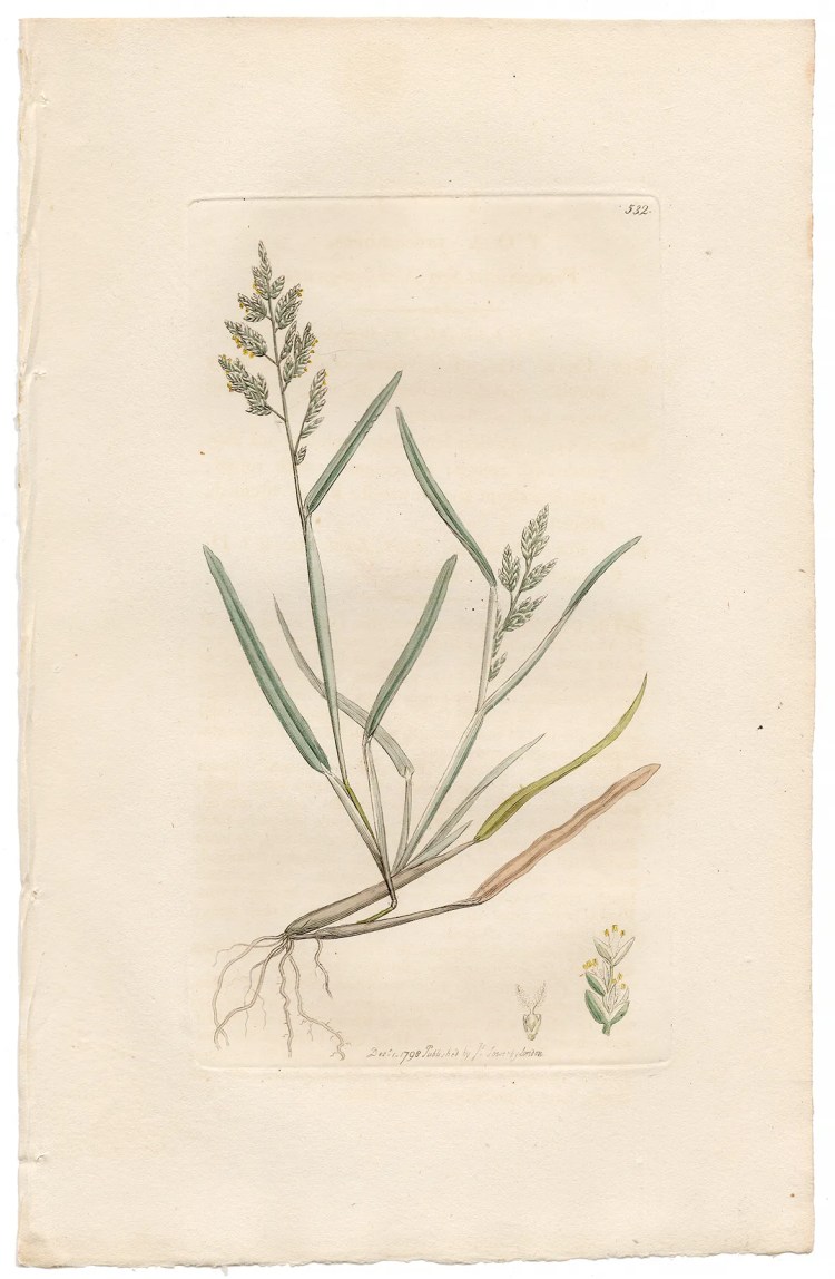 Sowerby Botany Plate 532 Procumbent Sea Meadow-grass