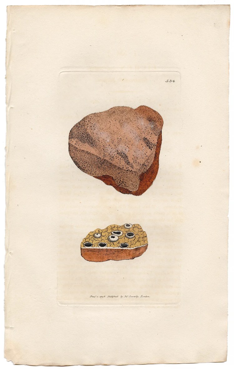 Sowerby Botany Plate 534 Contracted Lichen