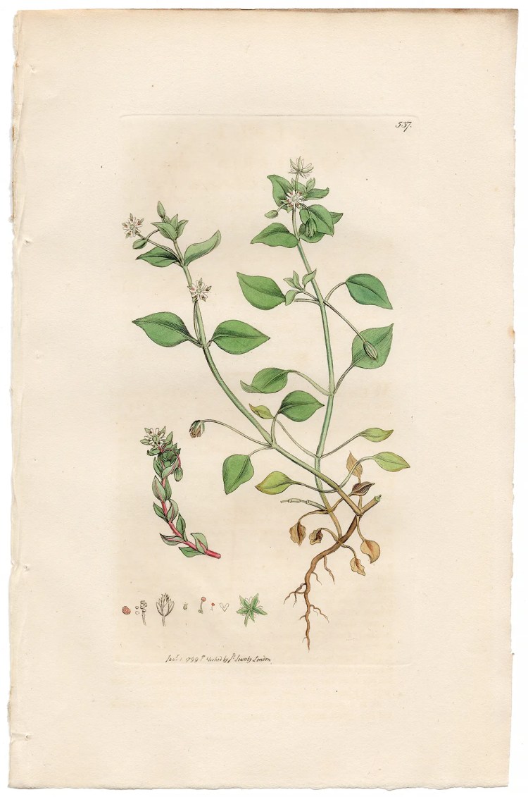 Sowerby Botany Plate 537 Common Chickweed