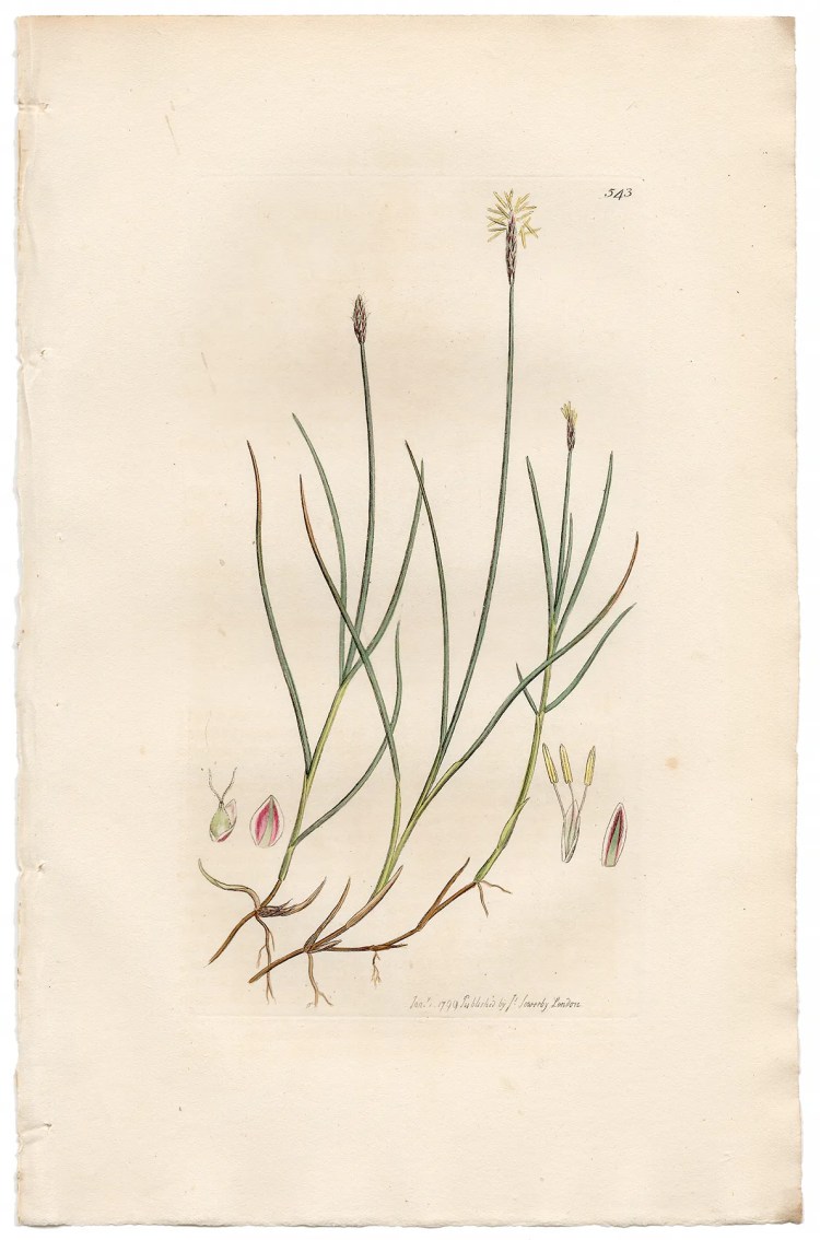 Sowerby Botany Plate 543 Small Carex