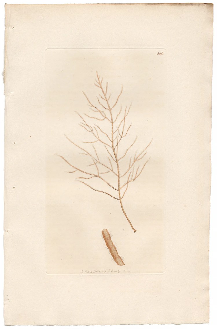 Sowerby Botany Plate 545 Pedunculated Fucus