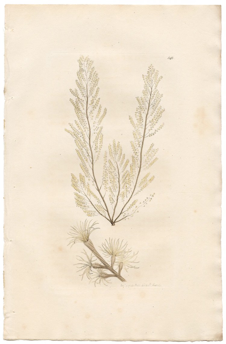 Sowerby Botany Plate 546 Hairy Conferva