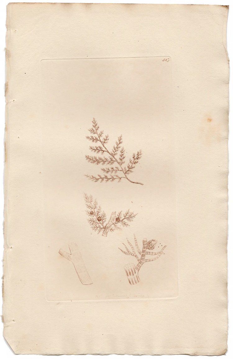 Sowerby Botany Plate 547 Tufted Conferva