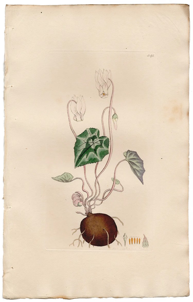 Sowerby Botany Plate 548 Spring Cyclamen or Sow-bread