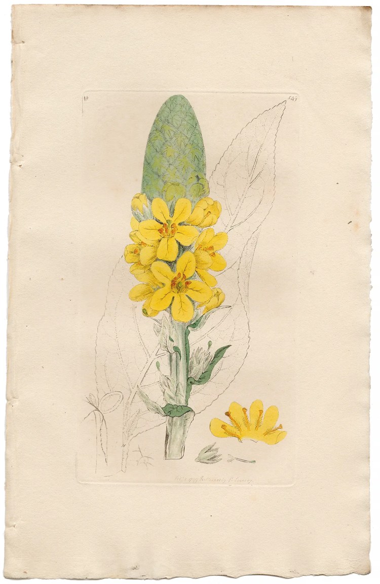 Sowerby Botany Plate 549 Great Mullein, or High Taper