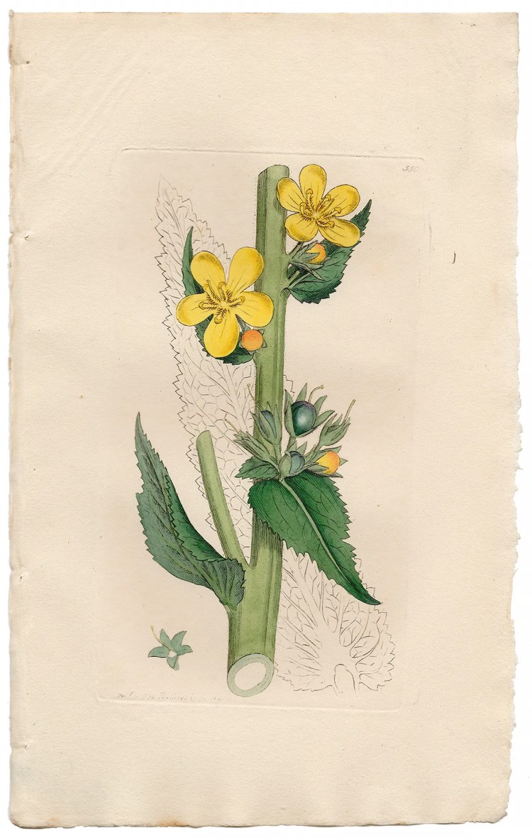 Sowerby Botany Plate 550 Large-flowered Mullein