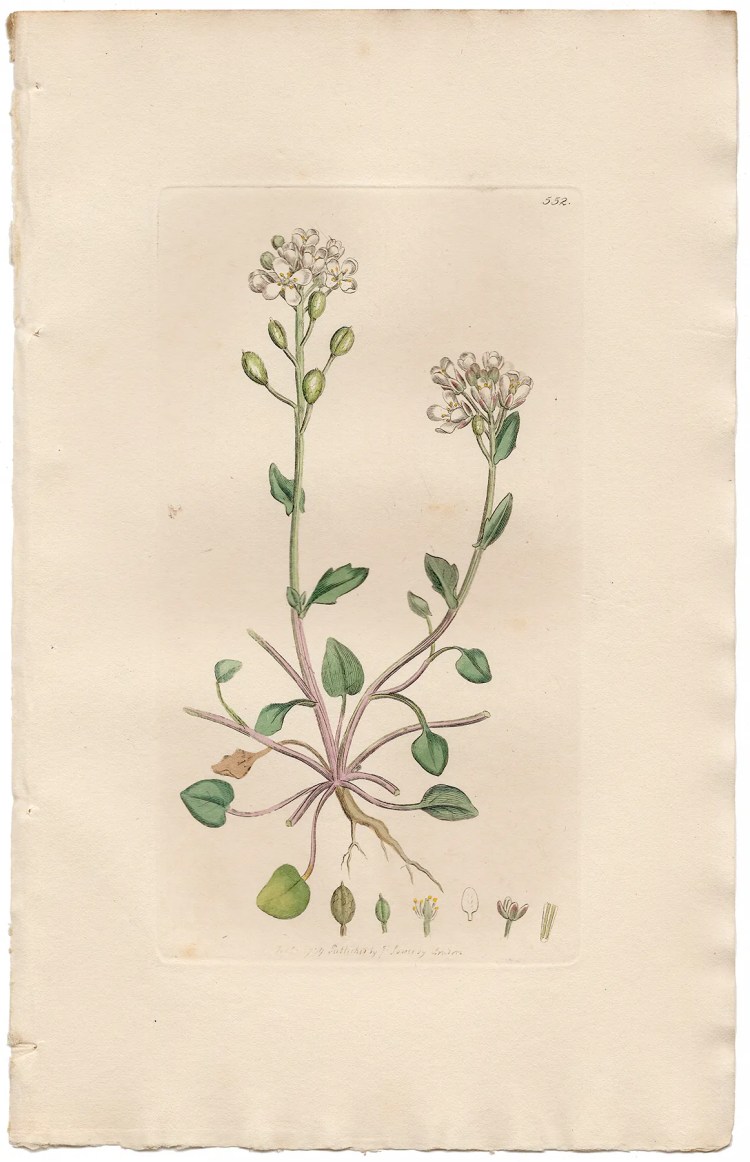 Sowerby Botany Plate 552 English Scurvy-grass