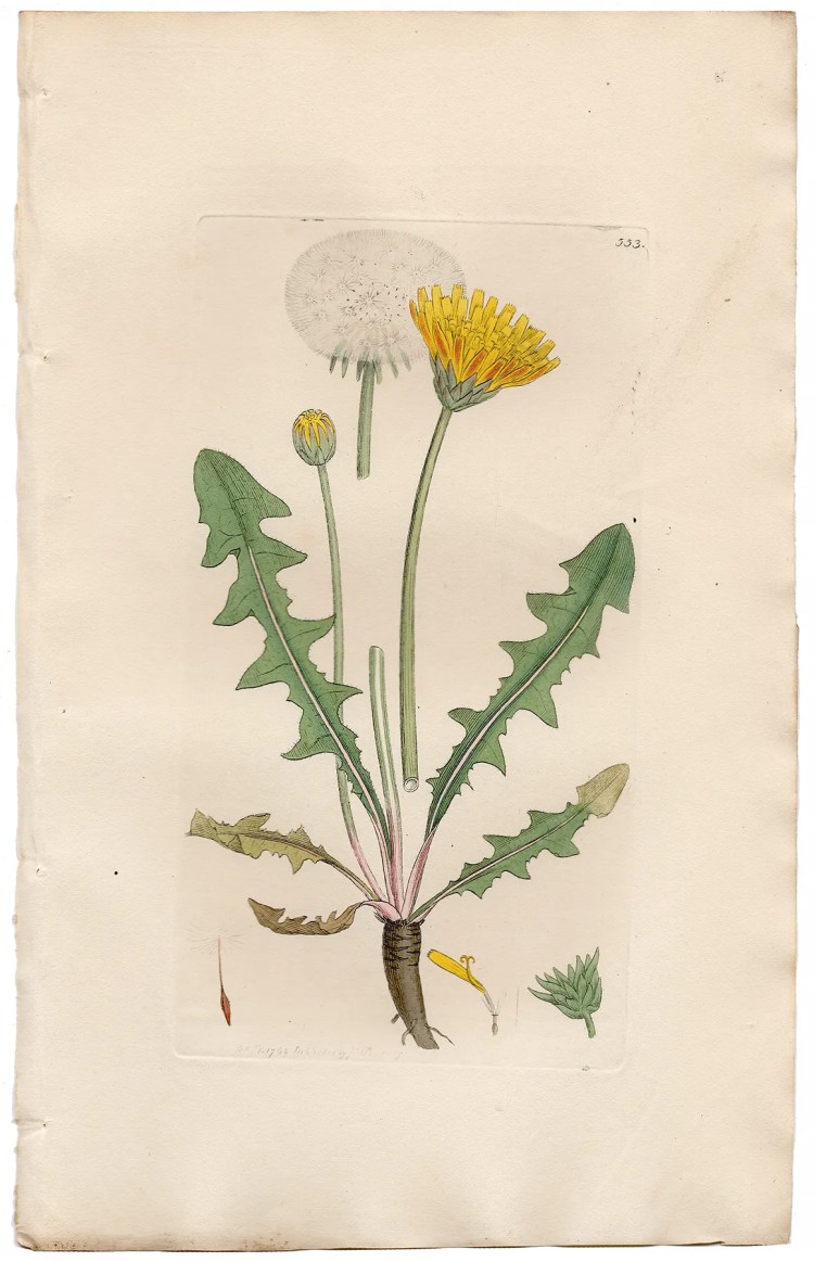 Sowerby Botany Plate 553 Marsh Dandelion