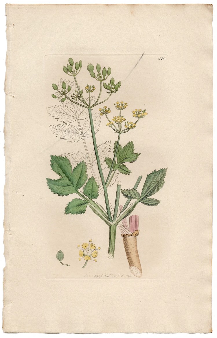 Sowerby Botany Plate 556 Wild Parsnep