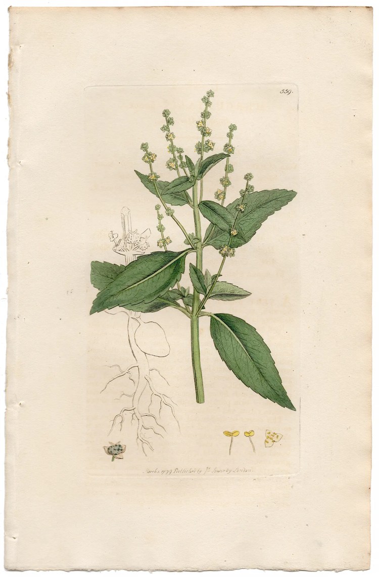 Sowerby Botany Plate 559 Annual Mercury